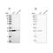 Endoplasmic Reticulum Protein 29 antibody, NBP1-88396, Novus Biologicals, Western Blot image 