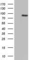 HDAC7 antibody, MA5-26727, Invitrogen Antibodies, Western Blot image 