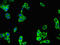 PtdIns(3,4,5)-dependent Rac exchanger 2 antibody, CSB-PA741122LA01HU, Cusabio, Immunofluorescence image 