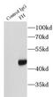 Fumarate hydratase, mitochondrial antibody, FNab03106, FineTest, Immunoprecipitation image 