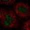 Nucleic Acid Binding Protein 1 antibody, HPA054978, Atlas Antibodies, Immunocytochemistry image 