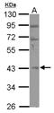 RNA Binding Motif Protein 4B antibody, NBP2-20109, Novus Biologicals, Western Blot image 