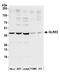 Glutaredoxin 3 antibody, A305-072A, Bethyl Labs, Western Blot image 