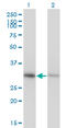 Annexin A4 antibody, LS-B4279, Lifespan Biosciences, Western Blot image 