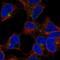 CLPTM1 Regulator Of GABA Type A Receptor Forward Trafficking antibody, HPA068702, Atlas Antibodies, Immunofluorescence image 