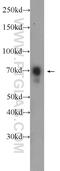ENOX2 antibody, 10423-1-AP, Proteintech Group, Western Blot image 