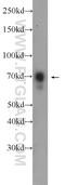 Ecto-NOX Disulfide-Thiol Exchanger 2 antibody, 10423-1-AP, Proteintech Group, Western Blot image 