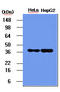 Nucleophosmin 1 antibody, LS-B2930, Lifespan Biosciences, Western Blot image 