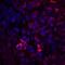 Paired Box 2 antibody, AF3364, R&D Systems, Immunocytochemistry image 