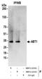 Activator Of Basal Transcription 1 antibody, NBP2-22333, Novus Biologicals, Immunoprecipitation image 