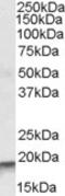 Actin Related Protein 2/3 Complex Subunit 4 antibody, NBP1-06980, Novus Biologicals, Western Blot image 