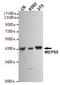 WD Repeat Domain 77 antibody, M04894, Boster Biological Technology, Western Blot image 