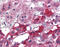 TIMP Metallopeptidase Inhibitor 2 antibody, 51-417, ProSci, Immunohistochemistry frozen image 