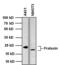 Frataxin antibody, MA3-085, Invitrogen Antibodies, Western Blot image 