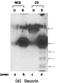 Decorin antibody, NBP1-57923, Novus Biologicals, Western Blot image 