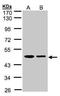 Endoplasmic Reticulum Protein 44 antibody, NBP1-32495, Novus Biologicals, Western Blot image 