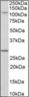 Myosin IH antibody, orb375380, Biorbyt, Western Blot image 