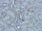 Estrogen Receptor 1 antibody, orb216104, Biorbyt, Immunohistochemistry paraffin image 