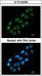 Nucleoporin 62 antibody, LS-C185481, Lifespan Biosciences, Immunocytochemistry image 