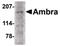 Autophagy And Beclin 1 Regulator 1 antibody, PA5-20512, Invitrogen Antibodies, Western Blot image 