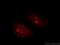 TERF1 Interacting Nuclear Factor 2 antibody, 11368-1-AP, Proteintech Group, Immunofluorescence image 