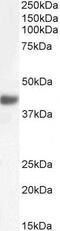 MAFbx antibody, GTX47565, GeneTex, Western Blot image 