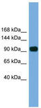 Poly(ADP-Ribose) Polymerase Family Member 8 antibody, TA329551, Origene, Western Blot image 