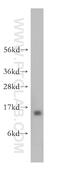 High Mobility Group Nucleosomal Binding Domain 4 antibody, 11686-1-AP, Proteintech Group, Western Blot image 