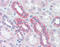 Translocase Of Outer Mitochondrial Membrane 20 antibody, 51-546, ProSci, Immunohistochemistry frozen image 