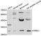 Paired Related Homeobox 1 antibody, abx126420, Abbexa, Western Blot image 