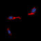 STEAP4 Metalloreductase antibody, LS-C368531, Lifespan Biosciences, Immunofluorescence image 