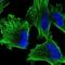 alpha-Tubulin antibody, NBP2-54687, Novus Biologicals, Immunofluorescence image 