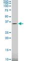 Tafazzin antibody, MA5-20076, Invitrogen Antibodies, Western Blot image 