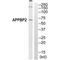 Amyloid Beta Precursor Protein Binding Protein 2 antibody, PA5-49976, Invitrogen Antibodies, Western Blot image 