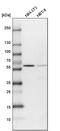 Integrator Complex Subunit 11 antibody, PA5-56039, Invitrogen Antibodies, Western Blot image 