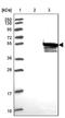 Zinc Finger Protein 280C antibody, NBP2-33618, Novus Biologicals, Western Blot image 