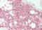 TOPAZ1 antibody, orb233953, Biorbyt, Immunohistochemistry paraffin image 