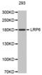 LDL Receptor Related Protein 6 antibody, abx000776, Abbexa, Western Blot image 