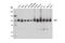 Hepatocyte Growth Factor-Regulated Tyrosine Kinase Substrate antibody, 15087S, Cell Signaling Technology, Western Blot image 