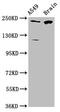 CABIN1 antibody, CSB-PA23399A0Rb, Cusabio, Western Blot image 