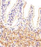 Activating Transcription Factor 6 Beta antibody, MBS9200699, MyBioSource, Immunohistochemistry frozen image 