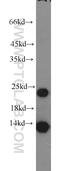 Myosin Light Chain 1 antibody, 15814-1-AP, Proteintech Group, Western Blot image 