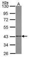 SUMO1 Activating Enzyme Subunit 1 antibody, PA5-28714, Invitrogen Antibodies, Western Blot image 