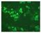 Toll Like Receptor 10 antibody, DDX0490P-100, Novus Biologicals, Immunocytochemistry image 