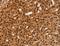 Ankyrin repeat domain-containing protein 1 antibody, LS-C401248, Lifespan Biosciences, Immunohistochemistry frozen image 