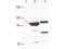 Epithelial Splicing Regulatory Protein 1 antibody, NBP1-77971, Novus Biologicals, Western Blot image 