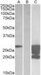 GM2 Ganglioside Activator antibody, LS-C139706, Lifespan Biosciences, Western Blot image 