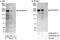 Rho Guanine Nucleotide Exchange Factor 5 antibody, A302-204A, Bethyl Labs, Western Blot image 