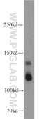 Microtubule Associated Protein 1S antibody, 15695-1-AP, Proteintech Group, Western Blot image 