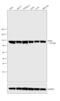 MutS Homolog 2 antibody, 33-7900, Invitrogen Antibodies, Western Blot image 